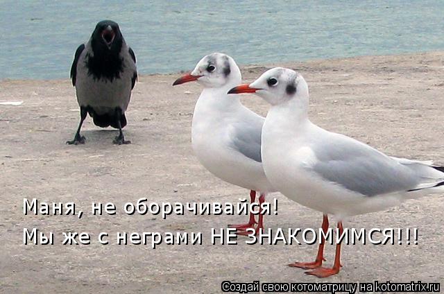 Маня, не оборачивайся! Мы же с неграми НЕ ЗНАКОМИМСЯ!!!... Котоматрица: Маня, не оборачивайся! Мы же с неграми НЕ ЗНАКОМИМСЯ!!!