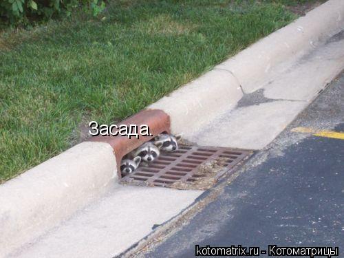 Засада.... Котоматрица: Засада.