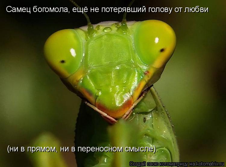 Самец богомола, ещё не потерявший голову от любви (ни в прямом, ни в переносном смысле).... Котоматрица: Самец богомола, ещё не потерявший голову от любви (ни в прямом, ни в переносном смысле).