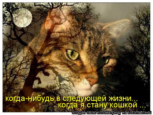 когда-нибудь,в следующей жизни... когда я стану кошкой ...... Котоматрица: когда-нибудь,в следующей жизни... когда я стану кошкой ...