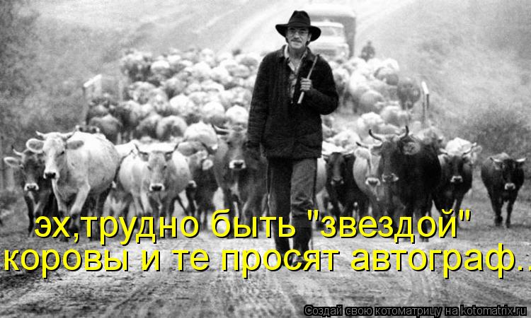 эх,трудно быть "звездой" коровы и те просят автограф...... Котоматрица: эх,трудно быть "звездой" коровы и те просят автограф...