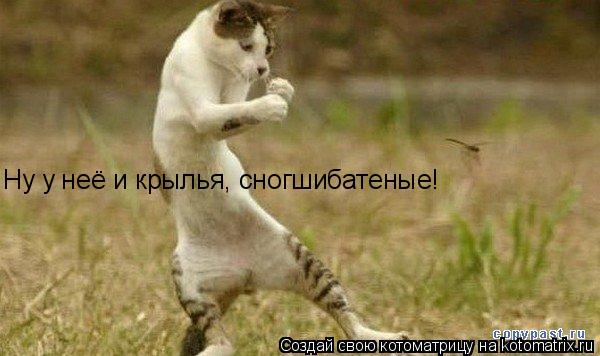 Ну у неё и крылья, сногшибатеные!... Котоматрица: Ну у неё и крылья, сногшибатеные!