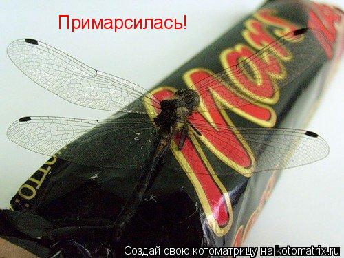Примарсилась!... Котоматрица: Примарсилась!