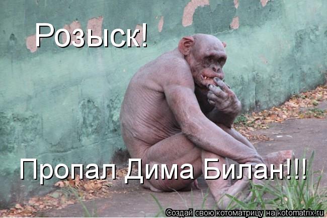 Розыск! Пропал Дима Билан!!!... Котоматрица: Розыск! Пропал Дима Билан!!!