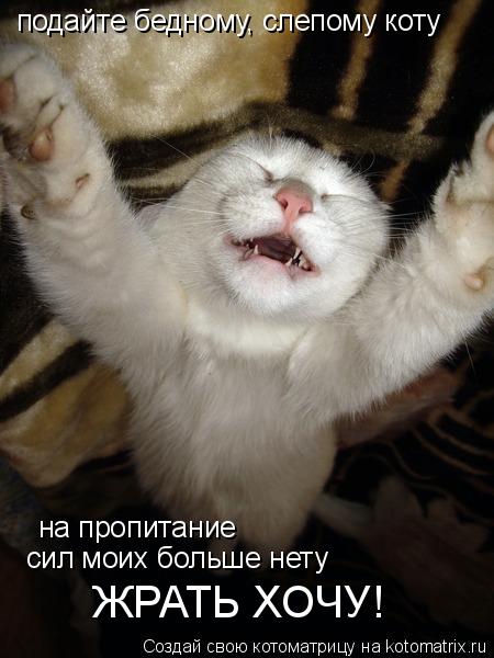 подайте бедному, слепому коту на пропитание сил моих больше нету ЖРАТЬ ХОЧУ!... Котоматрица: подайте бедному, слепому коту на пропитание сил моих больше нету ЖРАТЬ ХОЧУ!