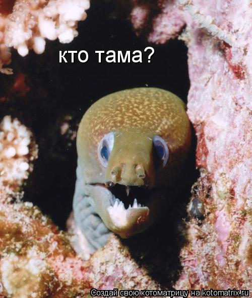 кто тама?... Котоматрица: кто тама?