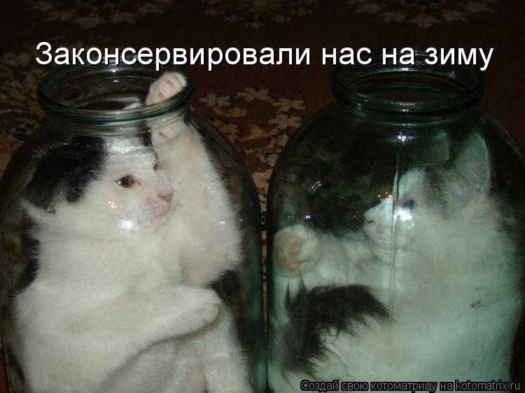 Законсервировали нас на зиму... Котоматрица: Законсервировали нас на зиму