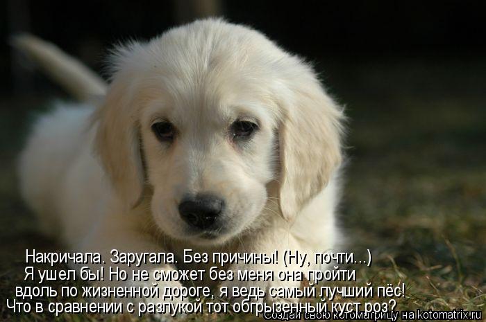 Я ушел бы! Но не сможет без меня она пройти вдоль по жизненной дороге, я ведь самый лучший пёс! Что в... Котоматрица: Я ушел бы! Но не сможет без меня она пройти вдоль по жизненной дороге, я ведь самый лучший пёс! Что в сравнении с разлукой тот обгрызенный кус
