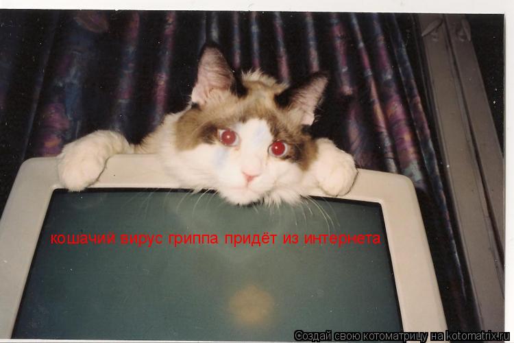 кошачий вирус гриппа придёт из интернета... Котоматрица: кошачий вирус гриппа придёт из интернета