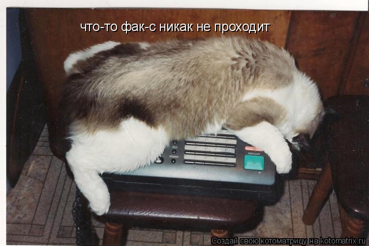 что-то фак-с никак не проходит... Котоматрица: что-то фак-с никак не проходит