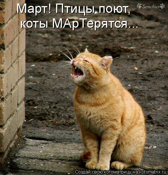 Март! Птицы поют, коты МАрТерятся...... Котоматрица: Март! Птицы поют, коты МАрТерятся...