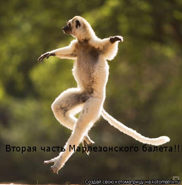 Вторая часть Марлезонского балета!!!... Котоматрица: Вторая часть Марлезонского балета!!!