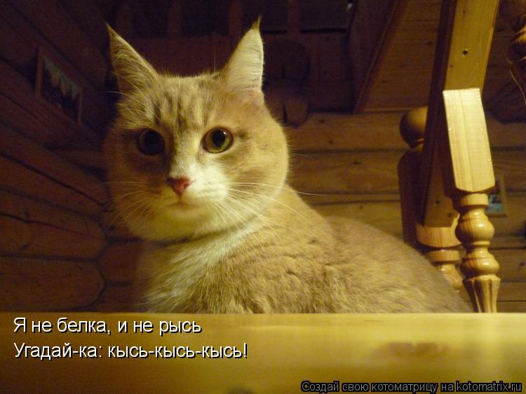 Я не белка, и не рысь Угадай-ка: кысь-кысь-кысь!... Котоматрица: Я не белка, и не рысь Угадай-ка: кысь-кысь-кысь!
