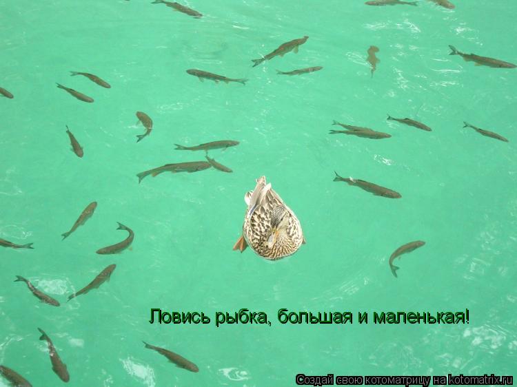 Ловись рыбка, большая и маленькая!... Котоматрица: Ловись рыбка, большая и маленькая!