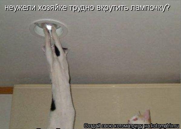 неужели хозяйке трудно вкрутить лампочку?... Котоматрица: неужели хозяйке трудно вкрутить лампочку?