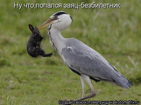 Ну что,попался заяц-безбилетник... Котоматрица: Ну что,попался заяц-безбилетник