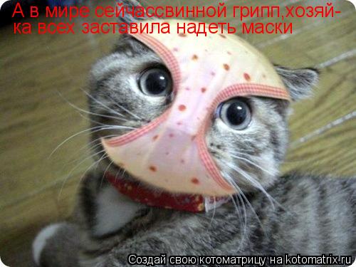 А в мире сейчассвинной грипп,хозяй- ка всех заставила надеть маски... Котоматрица: А в мире сейчассвинной грипп,хозяй- ка всех заставила надеть маски