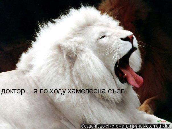 доктор....я по ходу хамелеона съел...... Котоматрица: доктор....я по ходу хамелеона съел...