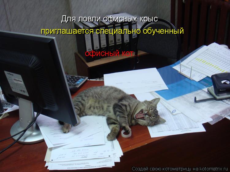 Котоматрица: Для ловли офисных крыс приглашается специально обученный  офисный кот...