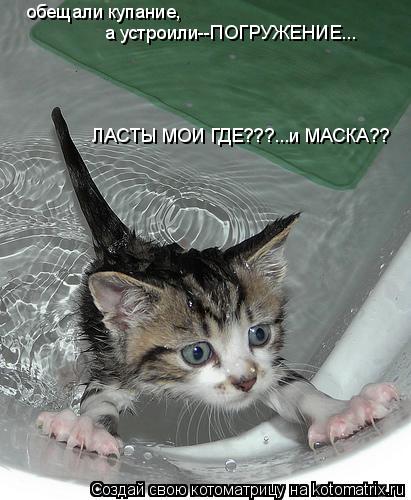Котоматрица: обещали купание, а устроили--ПОГРУЖЕНИЕ... ЛАСТЫ МОИ ГДЕ???...и МАСКА??