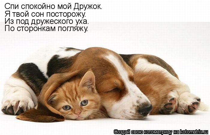 Котоматрица: Спи спокойно мой Дружок. Я твой сон посторожу. Из под дружеского уха. По сторонкам погляжу.