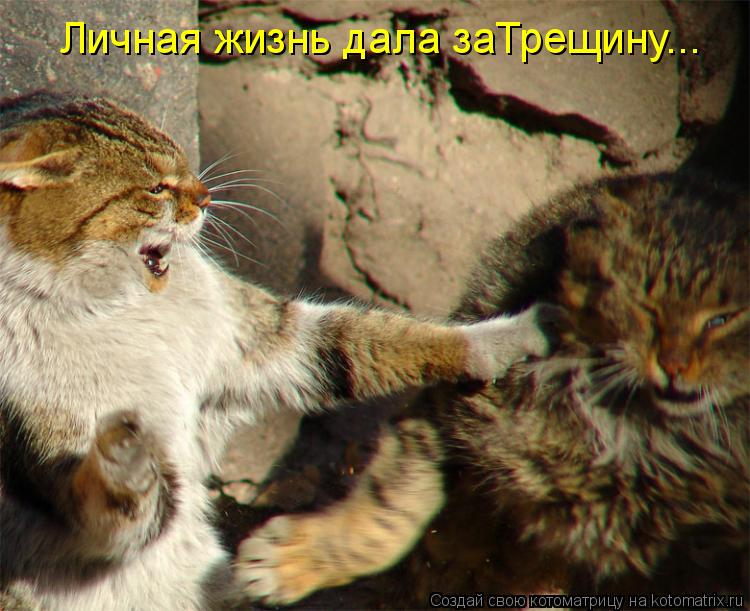 Личная жизнь дала заТрещину...... Котоматрица: Личная жизнь дала заТрещину...