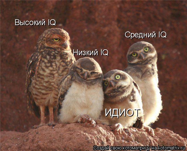 Высокий IQ Средний IQ Низкий IQ ИДИОТ... Котоматрица: Высокий IQ Средний IQ Низкий IQ ИДИОТ