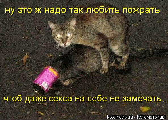 ну это ж надо так любить пожрать чтоб даже секса на себе не замечать...... Котоматрица: ну это ж надо так любить пожрать чтоб даже секса на себе не замечать...