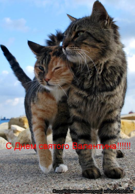 С Днем святого Валентина!!!!!!... Котоматрица: С Днем святого Валентина!!!!!!