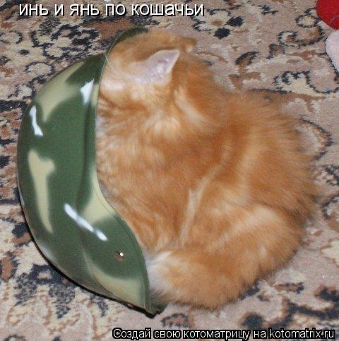 инь и янь по кошачьи... Котоматрица: инь и янь по кошачьи