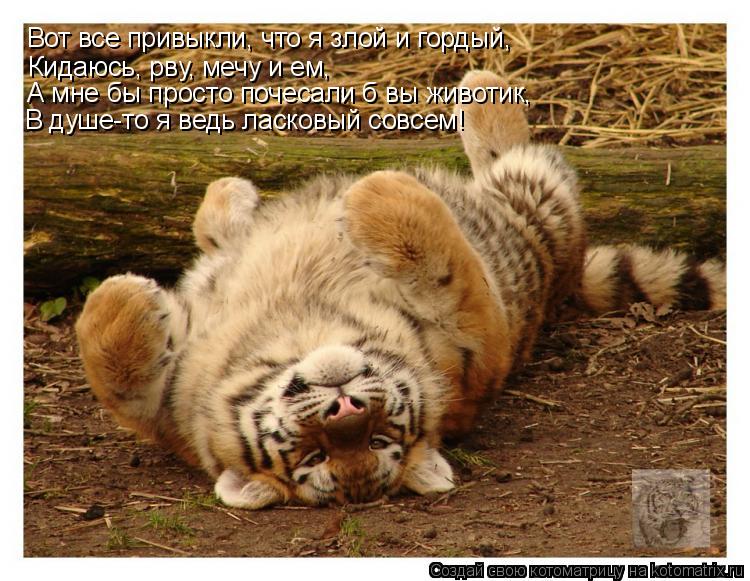 Вот все привыкли, что я злой и гордый, Кидаюсь, рву, мечу и ем, А мне бы просто почесали б вы животик... Котоматрица: Вот все привыкли, что я злой и гордый, Кидаюсь, рву, мечу и ем, А мне бы просто почесали б вы животик, В душе-то я ведь ласковый совсем!