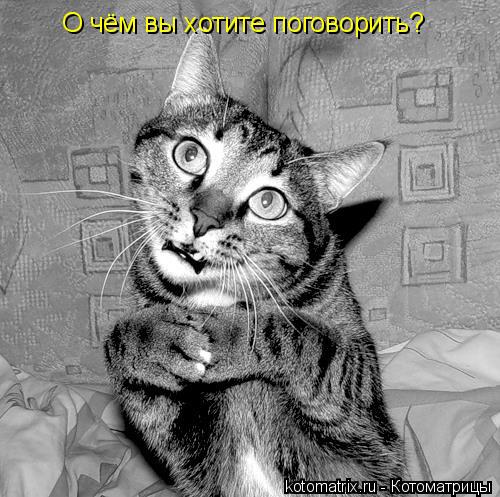 О чём вы хотите поговорить?... Котоматрица: О чём вы хотите поговорить?