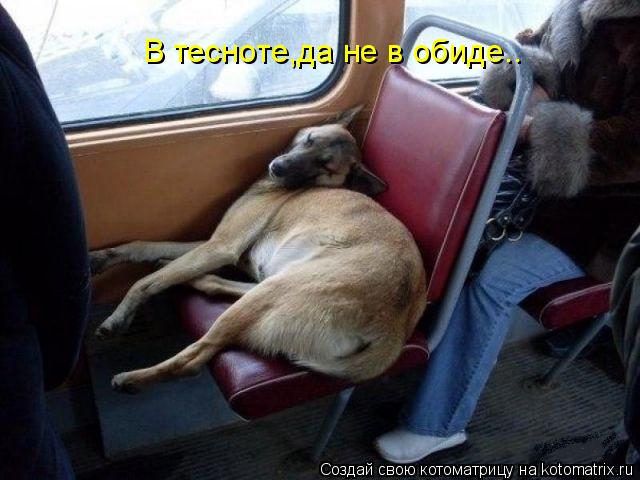 В тесноте,да не в обиде..... Котоматрица: В тесноте,да не в обиде..