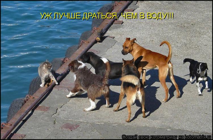 УЖ ЛУЧШЕ ДРАТЬСЯ, ЧЕМ В ВОДУ!!!... Котоматрица: УЖ ЛУЧШЕ ДРАТЬСЯ, ЧЕМ В ВОДУ!!!