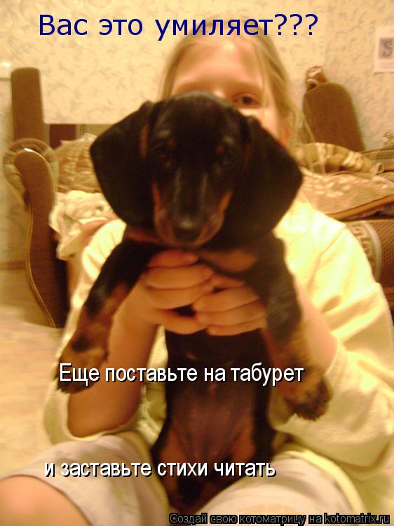и заставьте стихи читать Еще поставьте на табурет Вас это умиляет???... Котоматрица: и заставьте стихи читать Еще поставьте на табурет Вас это умиляет???