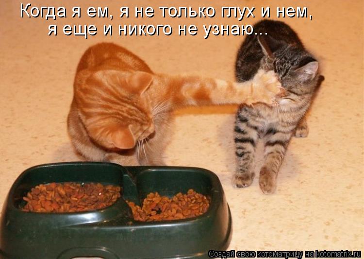Когда я ем, я не только глух и нем, я еще и никого не узнаю...... Котоматрица: Когда я ем, я не только глух и нем, я еще и никого не узнаю...