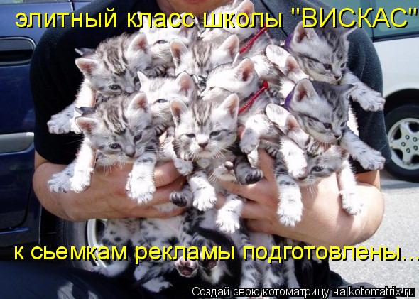 элитный класс школы "ВИСКАС" к сьемкам рекламы подготовлены...... Котоматрица: элитный класс школы "ВИСКАС" к сьемкам рекламы подготовлены...