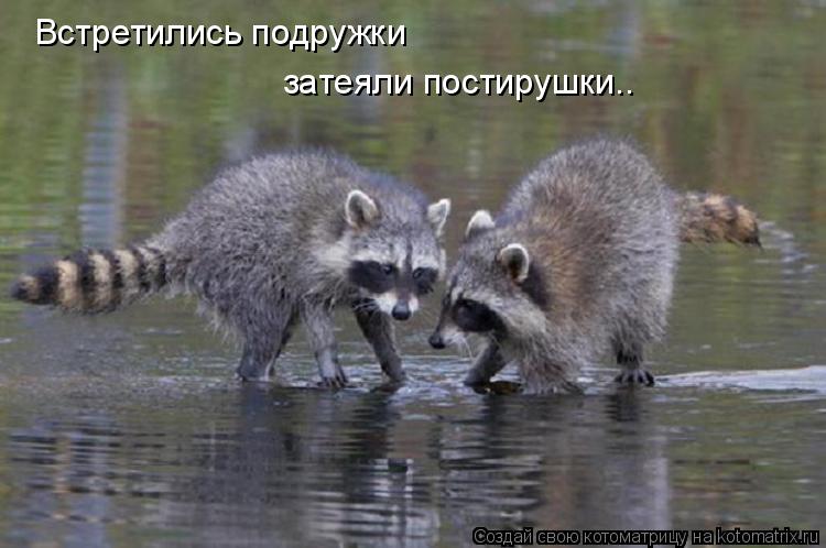 Встретились подружки затеяли постирушки..... Котоматрица: Встретились подружки затеяли постирушки..