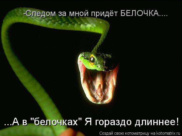 Котоматрица: ...А в "белочках" Я гораздо длиннее! -Следом за мной придёт БЕЛОЧКА....