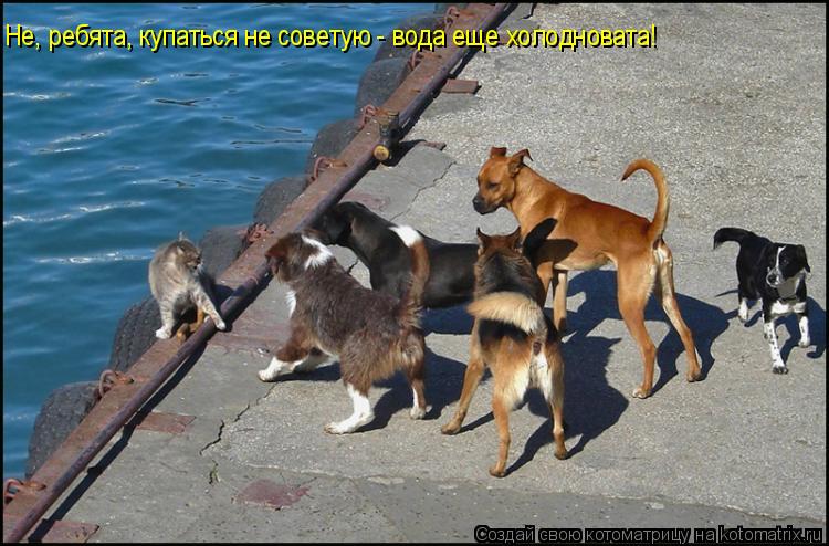 Не, ребята, купаться не советую - вода еще холодновата!... Котоматрица: Не, ребята, купаться не советую - вода еще холодновата!