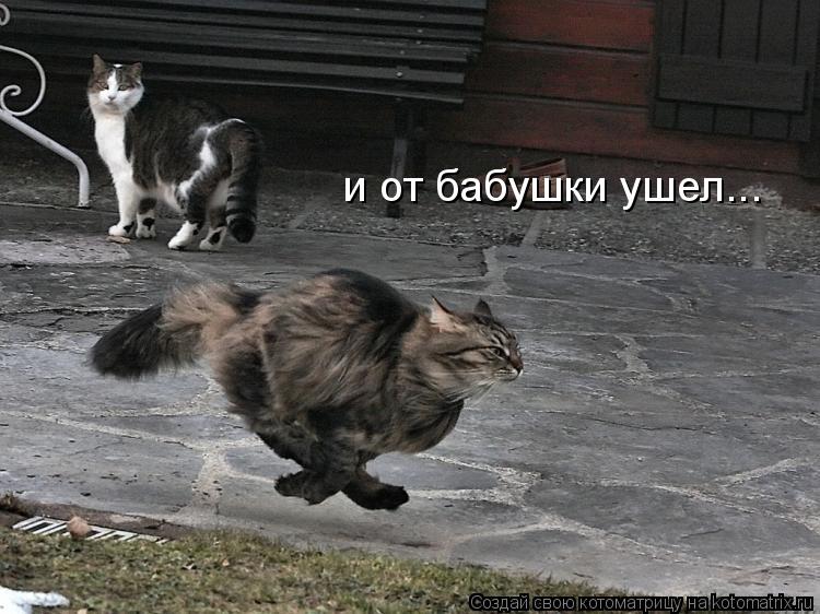 и от бабушки ушел...... Котоматрица: и от бабушки ушел...