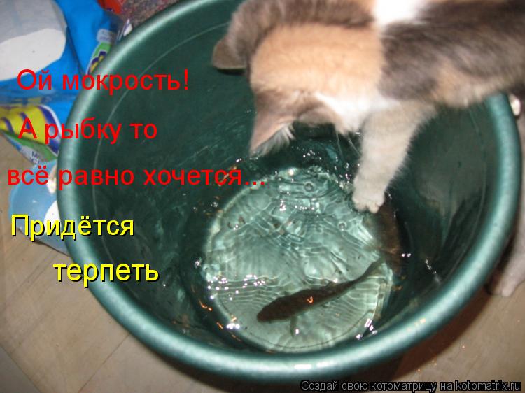 Ой мокрость! А рыбку то всё равно хочется... Придётся терпеть... Котоматрица: Ой мокрость! А рыбку то всё равно хочется... Придётся терпеть