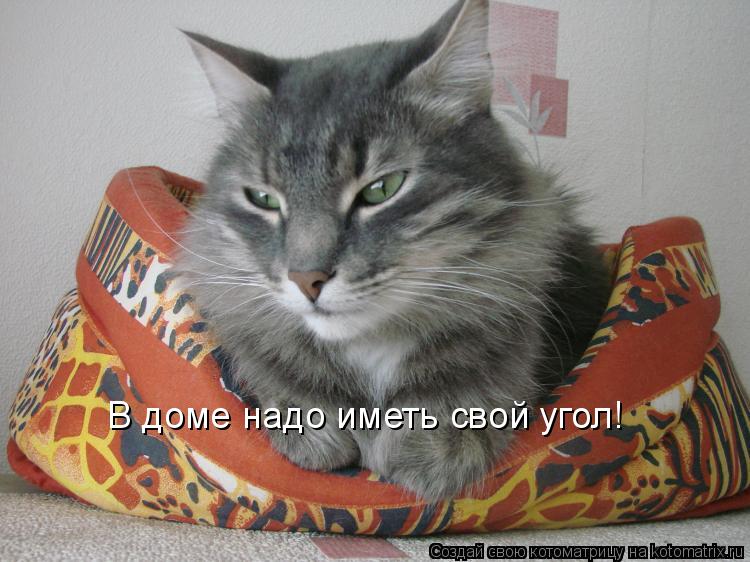 В доме надо иметь свой угол!... Котоматрица: В доме надо иметь свой угол!