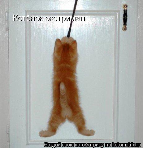 Котёнок экстримал ...... Котоматрица: Котёнок экстримал ...