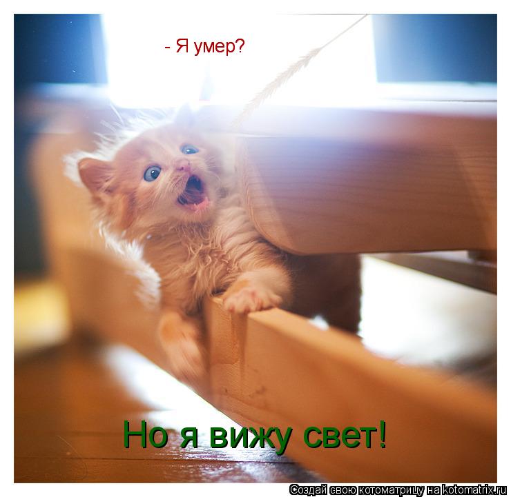 - Я умер? - Я умер? Но я вижу свет!... Котоматрица: - Я умер? - Я умер? Но я вижу свет!