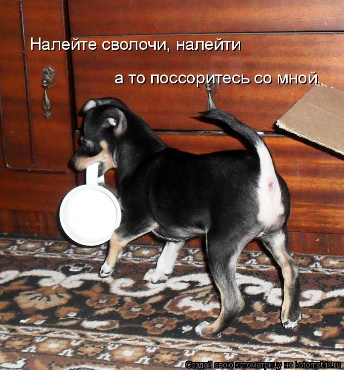 Налейте сволочи, налейти а то поссоритесь со мной... Котоматрица: Налейте сволочи, налейти а то поссоритесь со мной