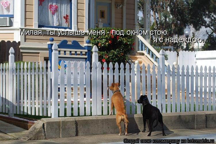 Милая, ты услышь меня - под окном стою я с надеждою...... Котоматрица: Милая, ты услышь меня - под окном стою я с надеждою...