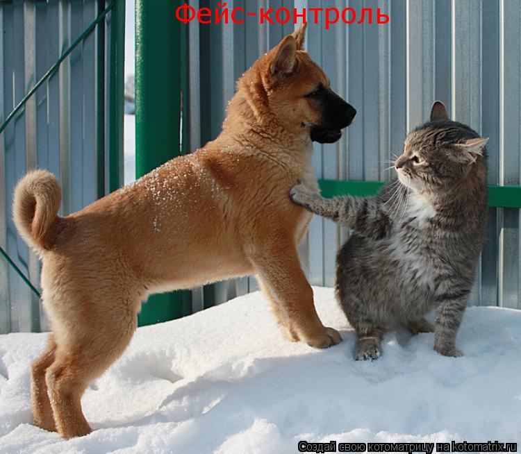 Фейс-контроль... Котоматрица: Фейс-контроль
