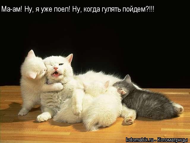 Ма-ам! Ну, я уже поел! Ну, когда гулять пойдем?!!!... Котоматрица: Ма-ам! Ну, я уже поел! Ну, когда гулять пойдем?!!!