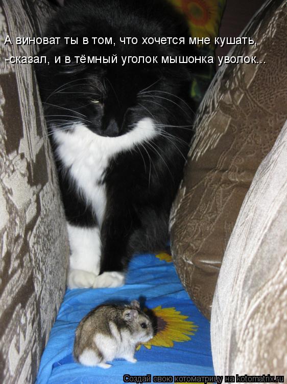 А виноват ты в том, что хочется мне кушать, -сказал, и в тёмный уголок мышонка уволок...... Котоматрица: А виноват ты в том, что хочется мне кушать, -сказал, и в тёмный уголок мышонка уволок...